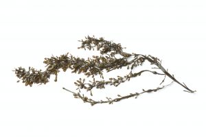 Branche of common seaweed